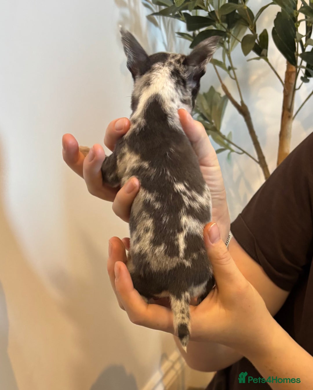 Chihuahua dogs for sale: 3 female and 1 male chihuahua puppies.  - Image 8