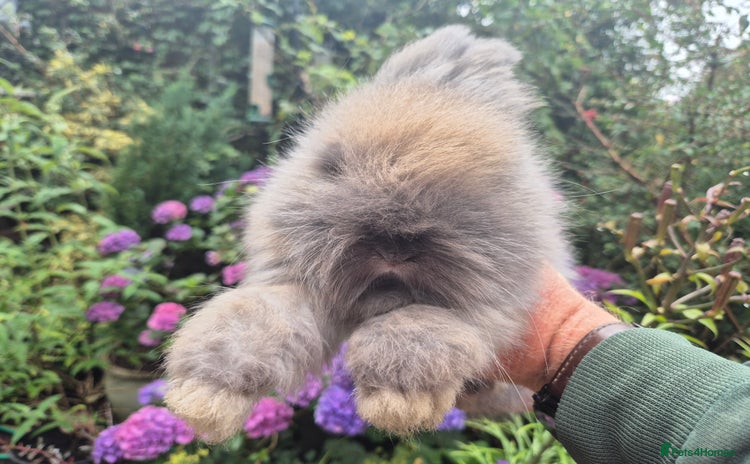 Angora rabbits in Tadworth - Advert 2