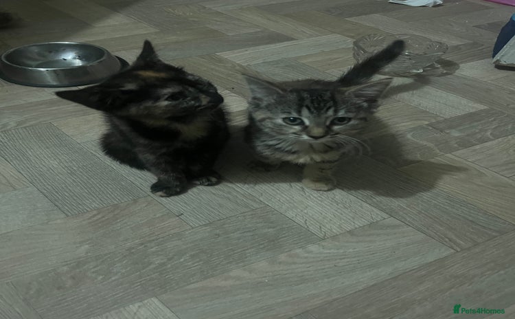 Mixed Breed cats - Advert 12