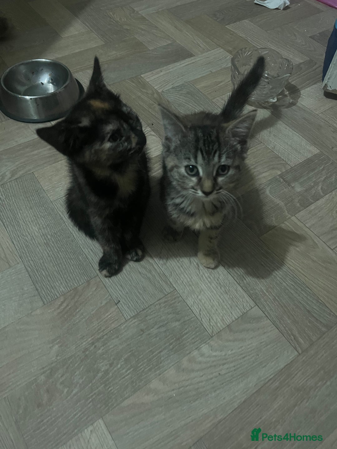 Mixed Breed cats for sale: Two sisters  - Image 1