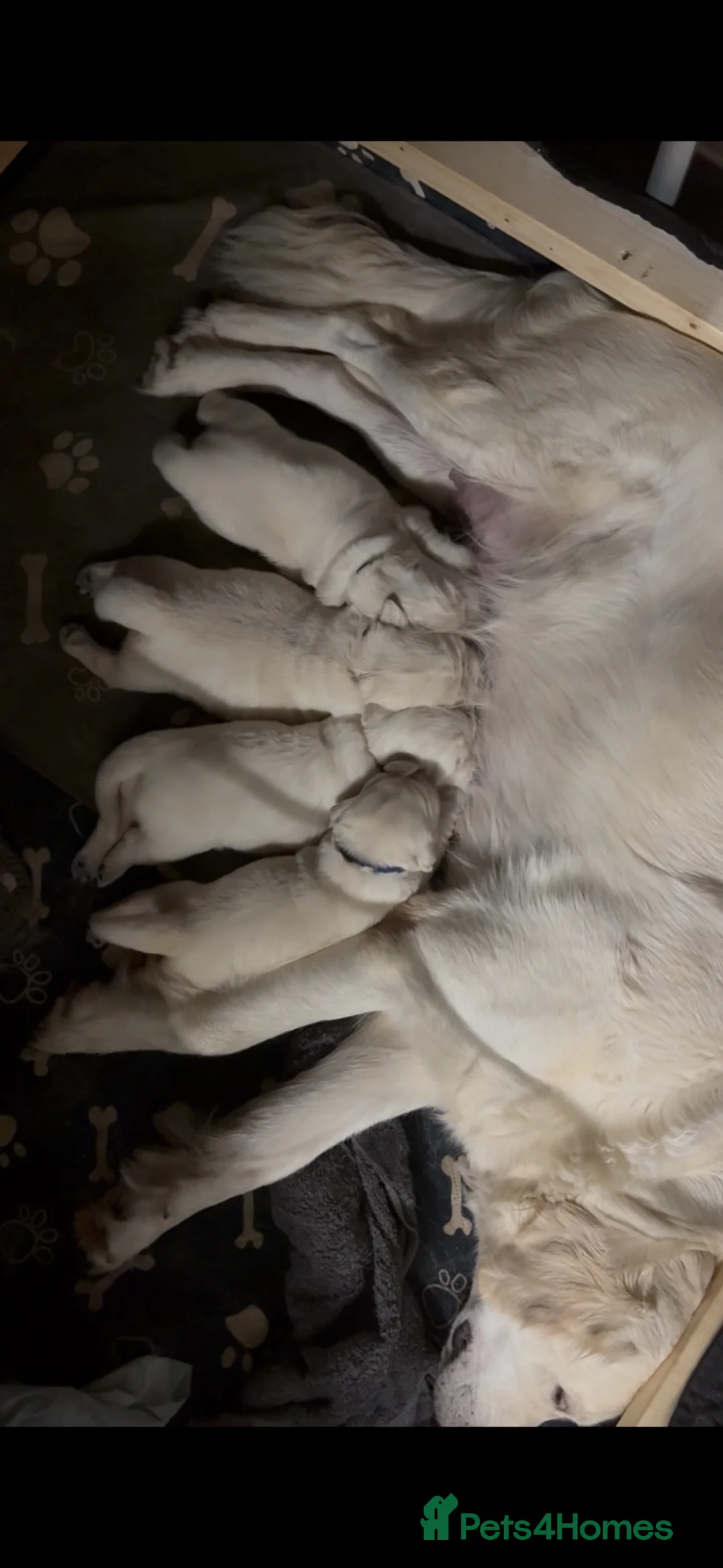 Golden Retriever dogs for sale: Stunning Cream Golden Retriever Puppies  - Advert 2