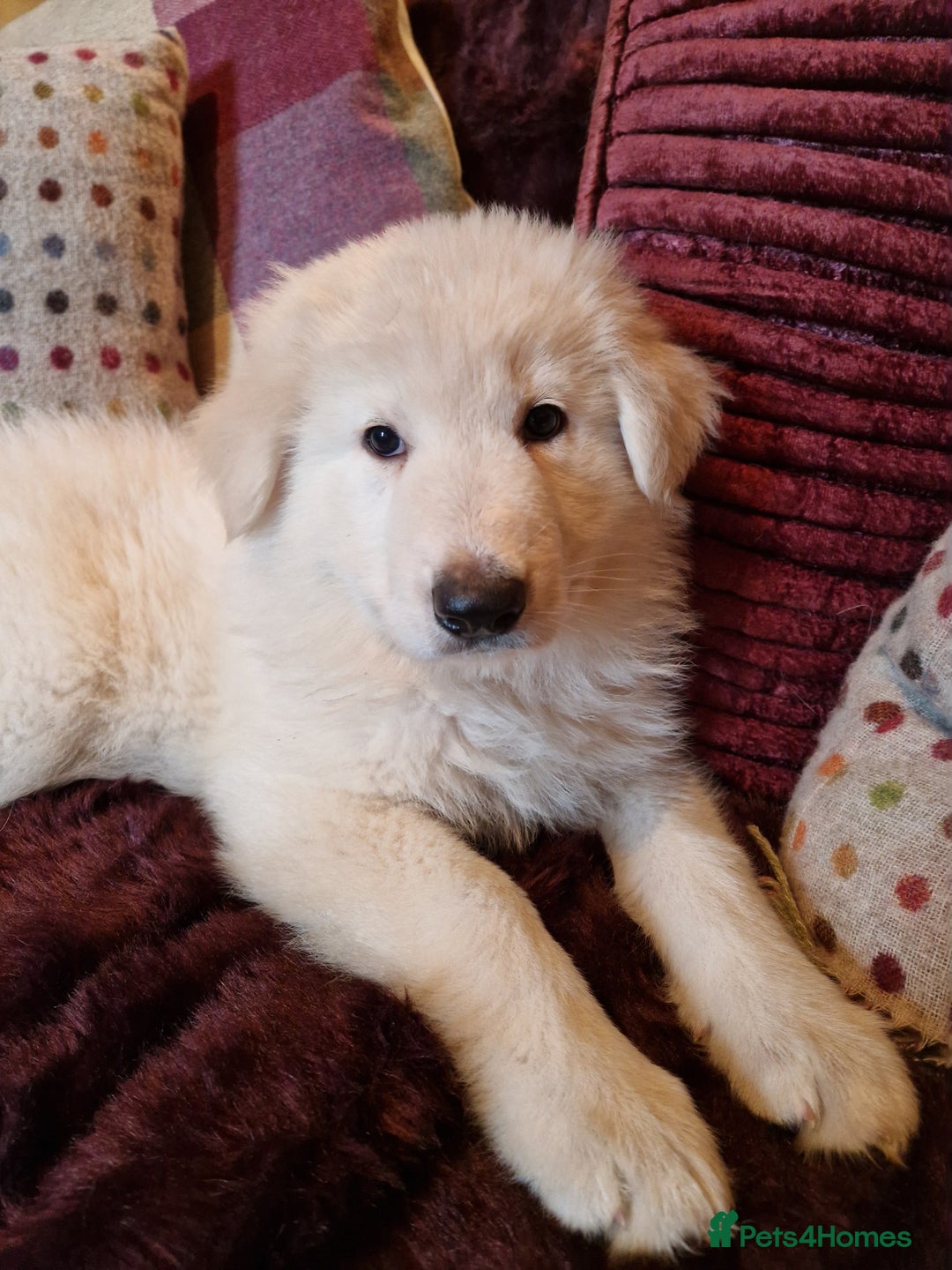 German Shepherd dogs for sale: Lovely long coated German Shepherd Puppies  - Image 6