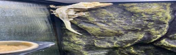 Gecko reptiles for sale: Breeding pair of bonded crested geckos - Advert 2