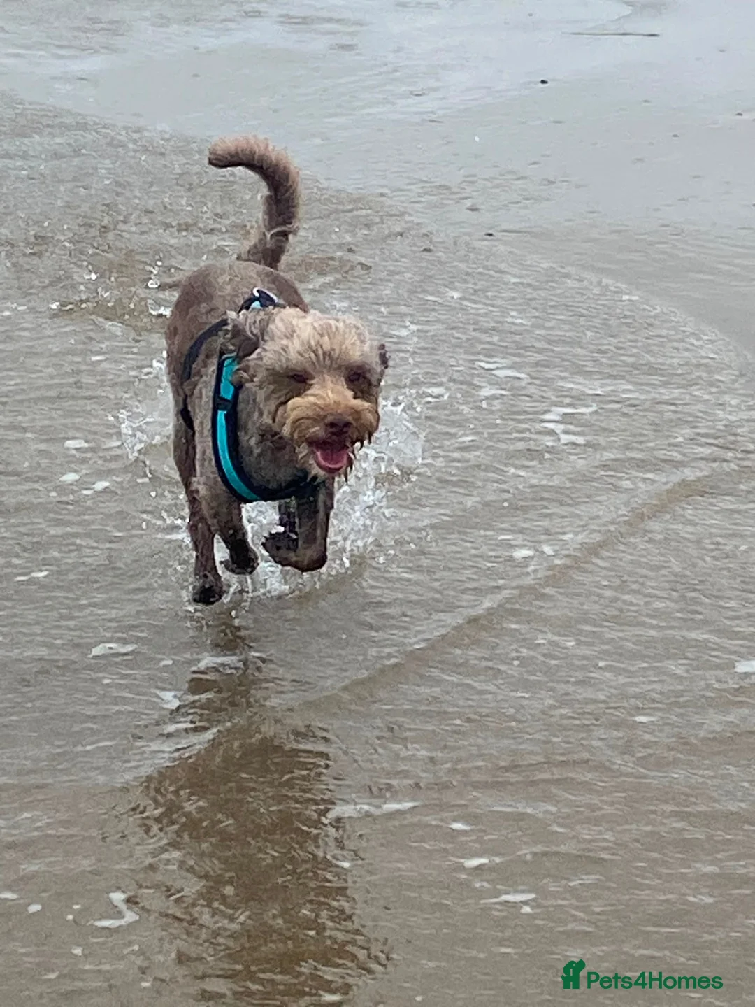 Cockapoo dogs for stud: Mr buddy in Brierley Hill - Advert 1