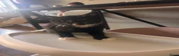 British Shorthair cats for sale: Kittens 1 Male and 1 Female left  in Portsmouth - Advert 2
