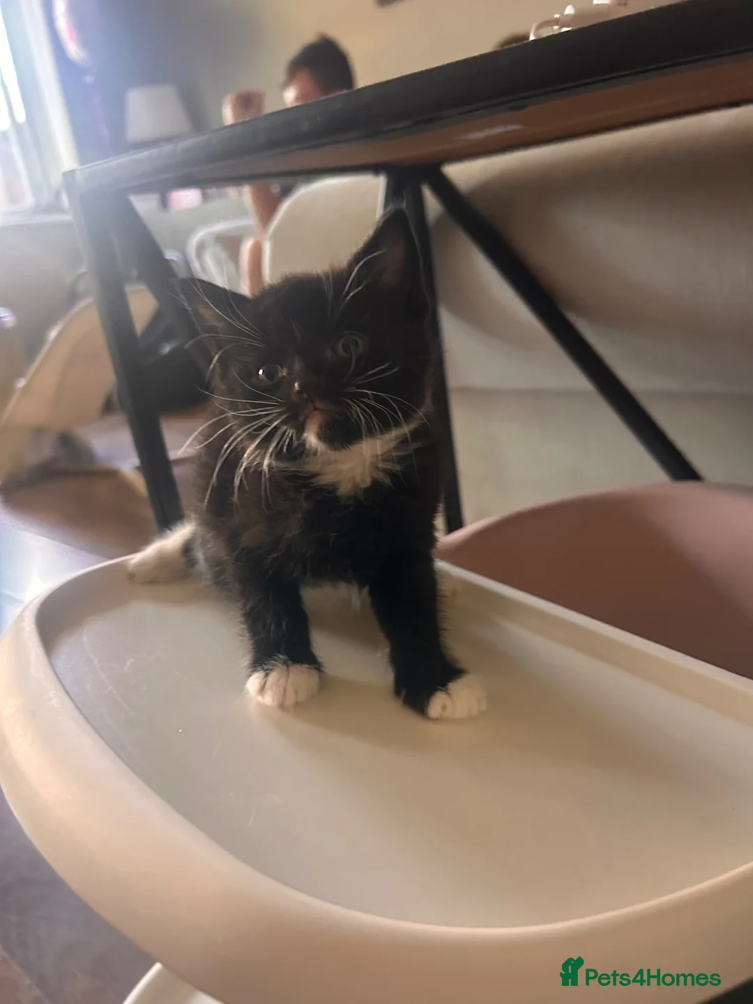 British Shorthair cats for sale: Kittens 1 Male and 1 Female left  in Portsmouth - Advert 2