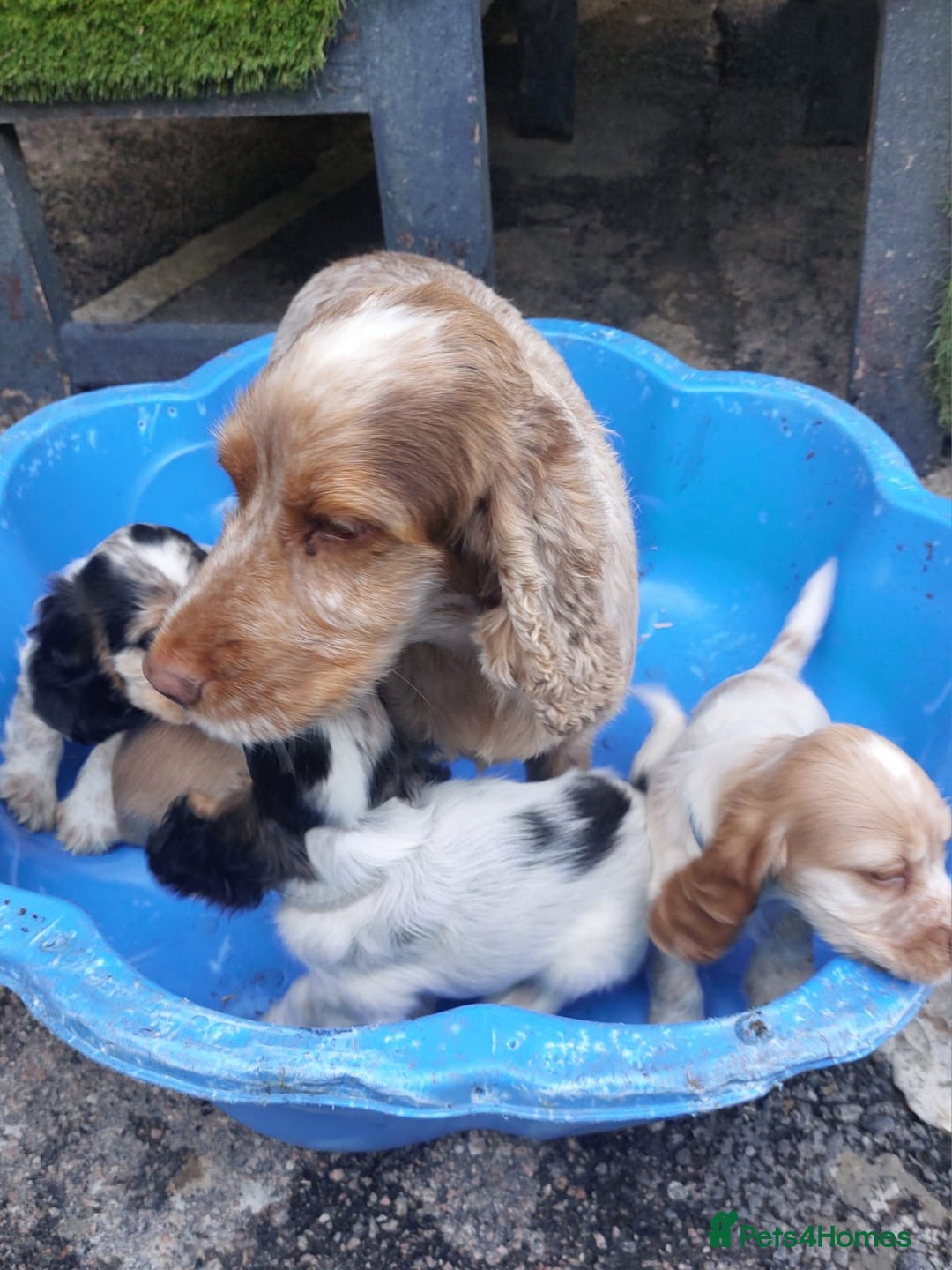 Cocker Spaniel dogs for sale: KC Registered Pure Show Type Cocker Spaniels  - Image 4