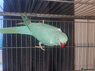Ringnecks birds Blue Indian ringneck - Advert 11