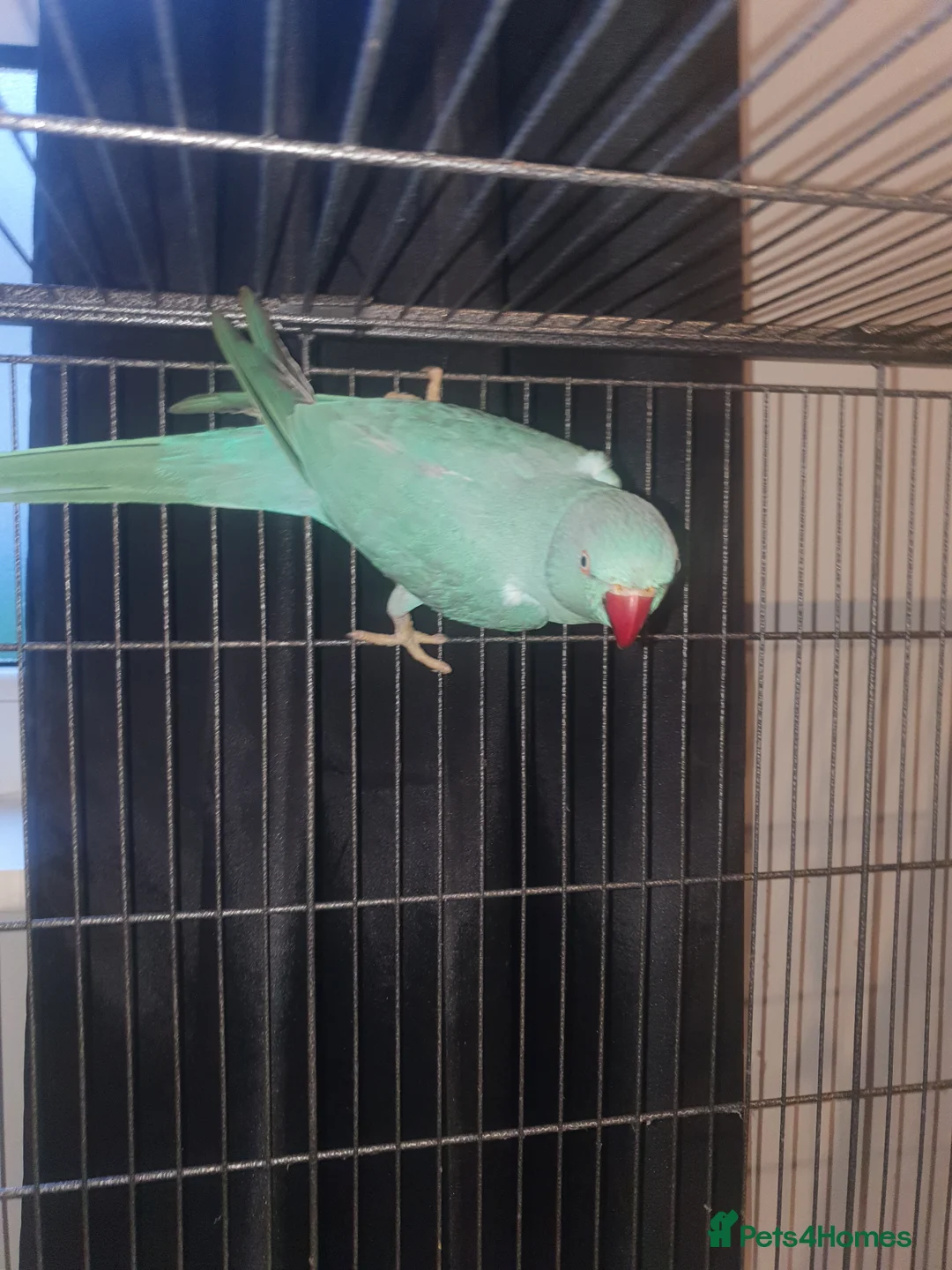 Ringnecks birds for sale: Blue Indian ringneck - Advert 1