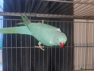 Ringnecks birds Blue Indian ringneck - Advert 16