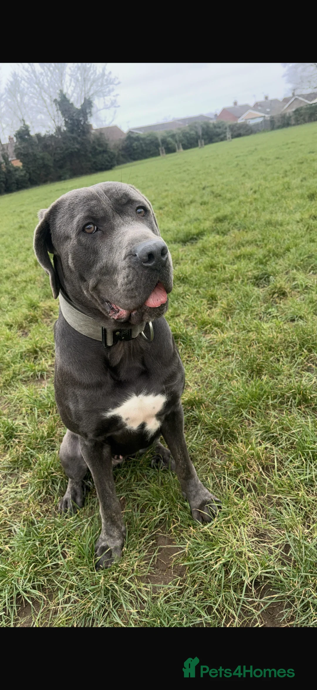 Mixed Breed dogs for sale: Cane Corso x Belgian Malinois - Advert 1