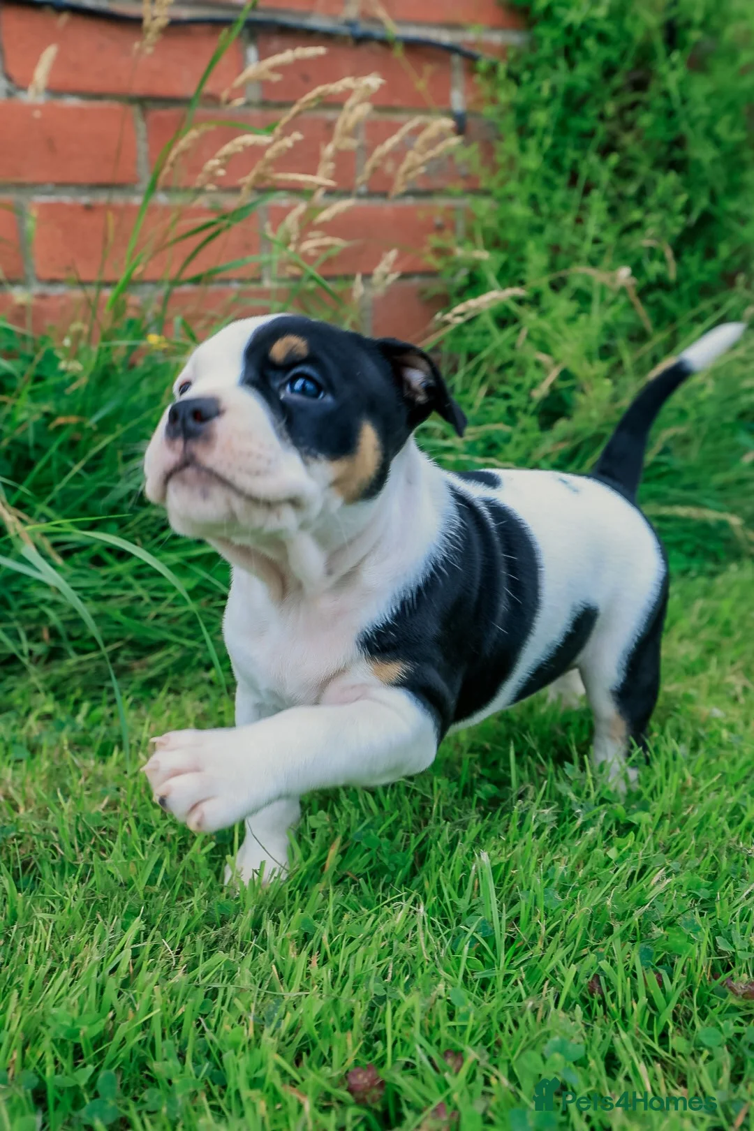 American Bully dogs for sale: RemiXzorro breeding  - Advert 2