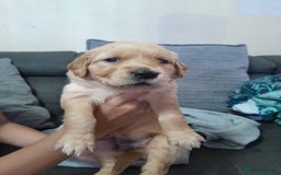 Golden Retriever dogs for sale: Amazing Golden Retrievers for sale  - Image 17