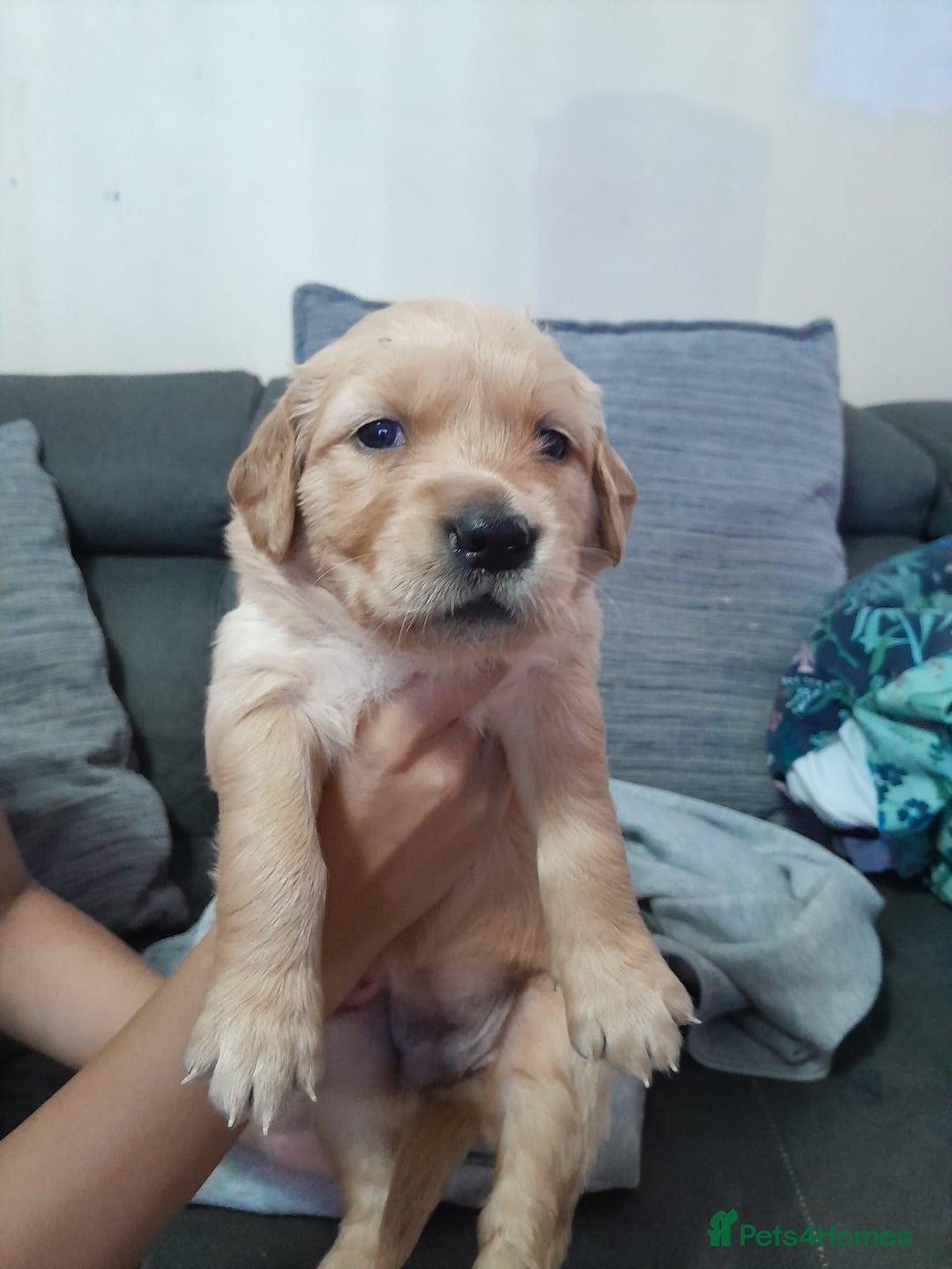 Golden Retriever dogs for sale: Amazing Golden Retrievers for sale  - Image 17