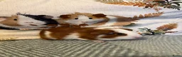Guinea Pig rodents for sale: Father and Son Male Guinea Pigs for Adoption - Advert 7