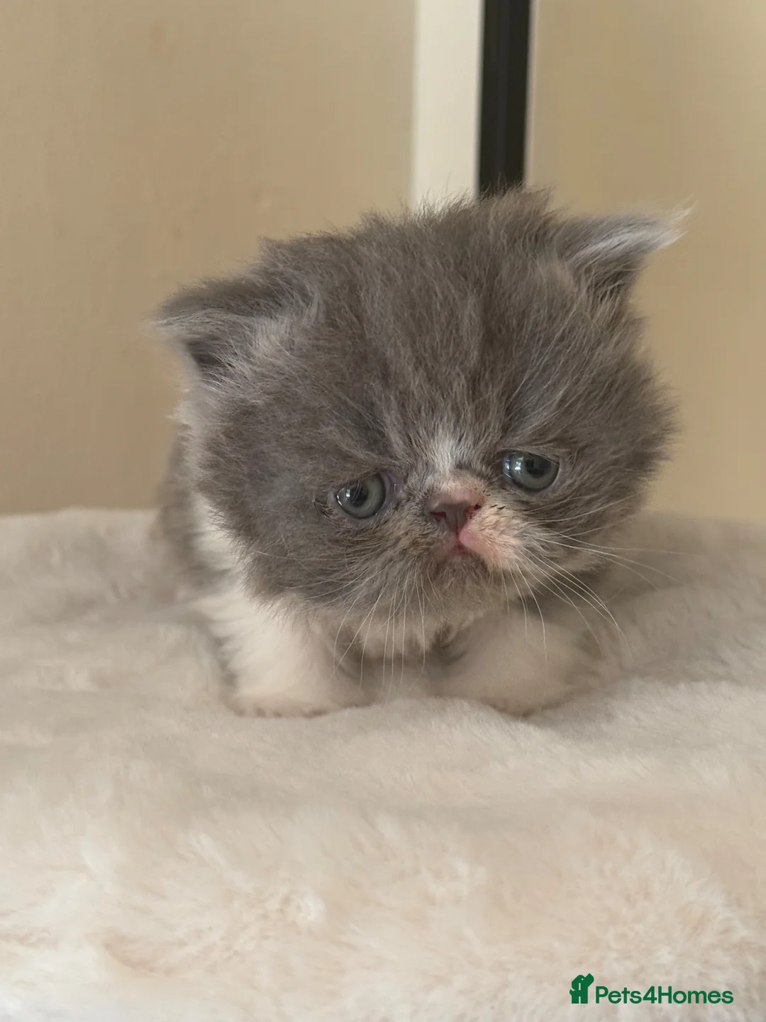 Persian cats for sale: GCCF registered Persian boy 💙 - Advert 2