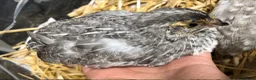 Mixed Breed birds for sale: 5 quail chicks  in Manchester - Advert 23