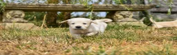 Golden Retriever dogs for sale: Beautiful Soft Gentle Golden Retrievers  - Advert 4