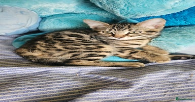 Bengal cats - Advert 2