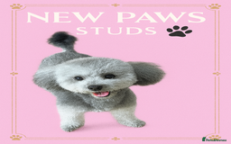 Toy Poodle dogs for stud: Rare Silver Asian Toy Poodle imported Seoul Korea in Romford - Image 1