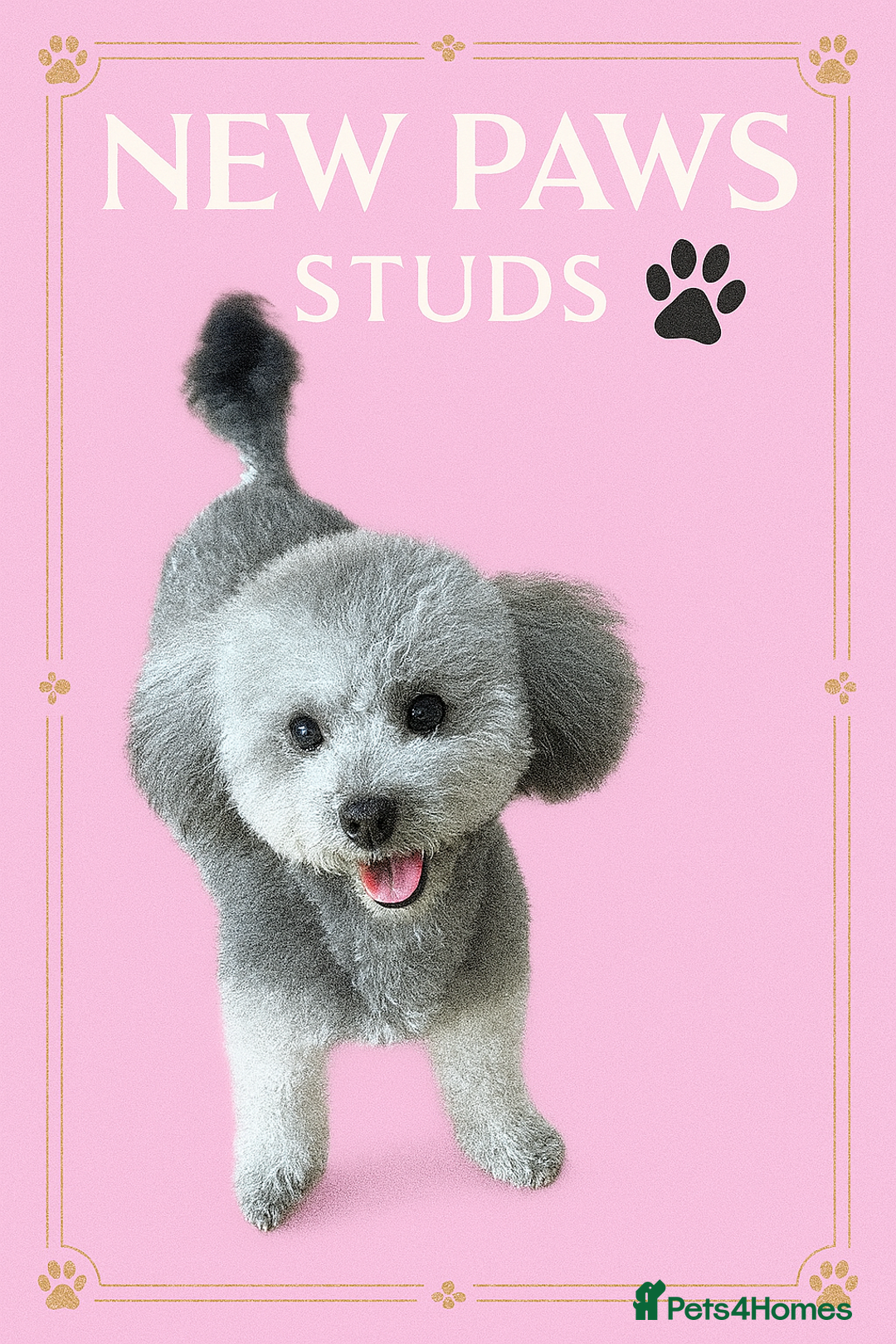 Toy Poodle dogs for stud: Rare Silver Asian Toy Poodle imported Seoul Korea in Romford - Image 1
