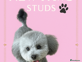 Toy Poodle dogs in Romford - Advert 11