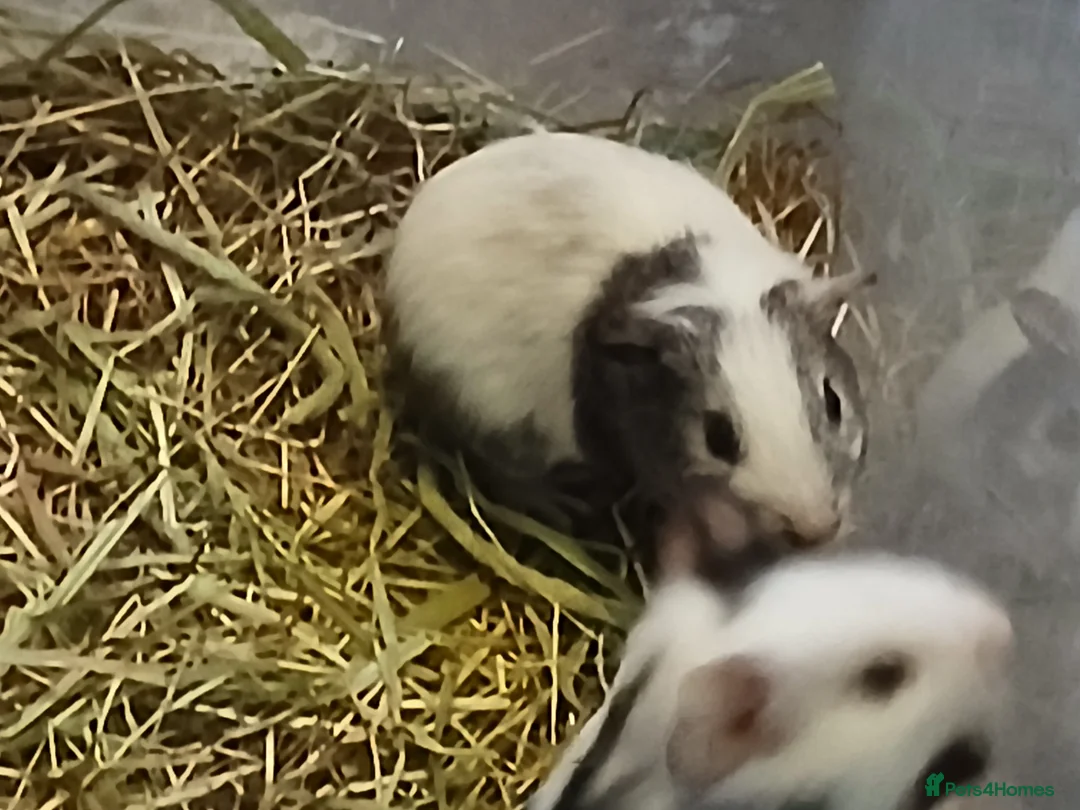 Guinea Pig rodents for sale: Baby Boar Guinea Pigs for sale. ( ready to leave) - Advert 3
