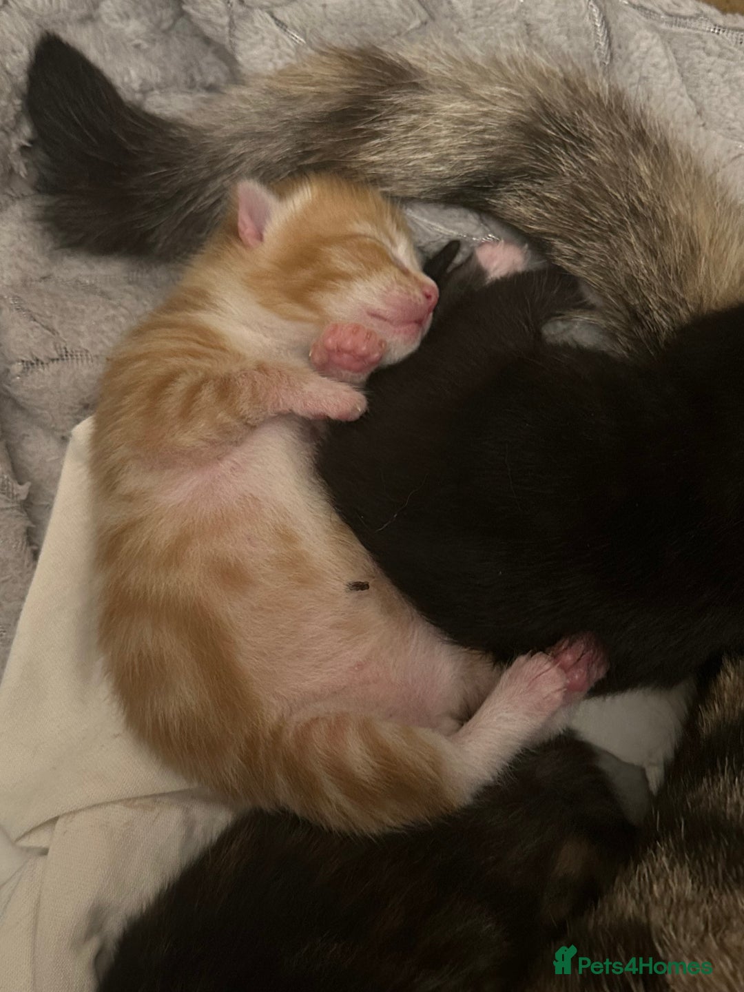 Mixed Breed cats for sale: Kittens  - Advert 3