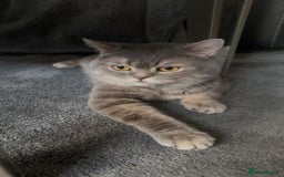 British Shorthair cats for sale: Cute Male Blue Spotted British Shorthair Kitten - Image 3