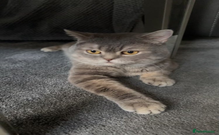 British Shorthair cats - Advert 5