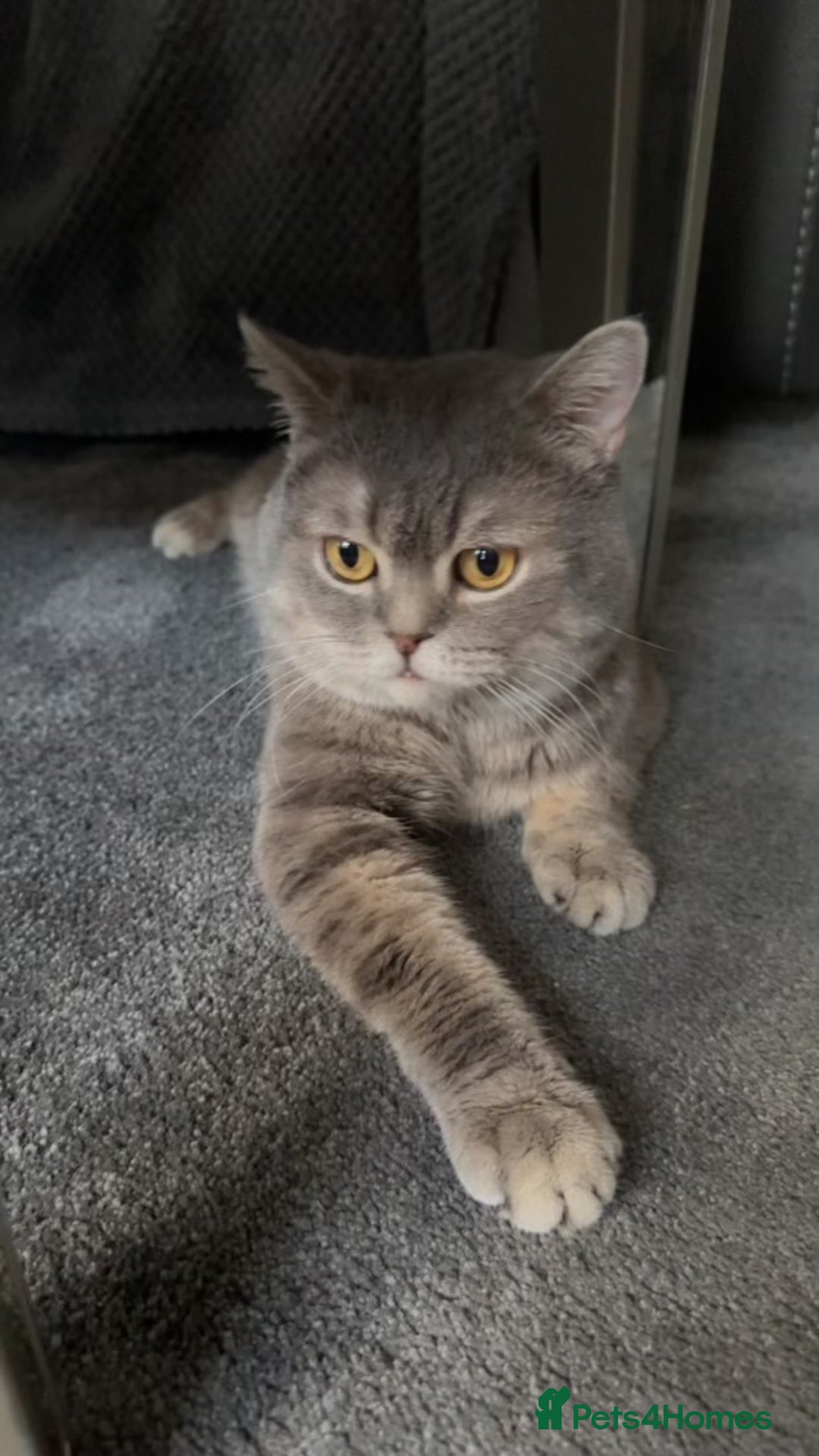 British Shorthair cats for sale: Cute Male Blue Spotted British Shorthair Kitten - Image 3