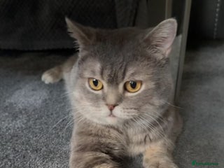 British Shorthair cats - Advert 20