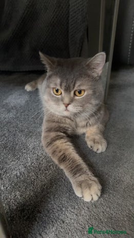 British Shorthair cats - Advert 5