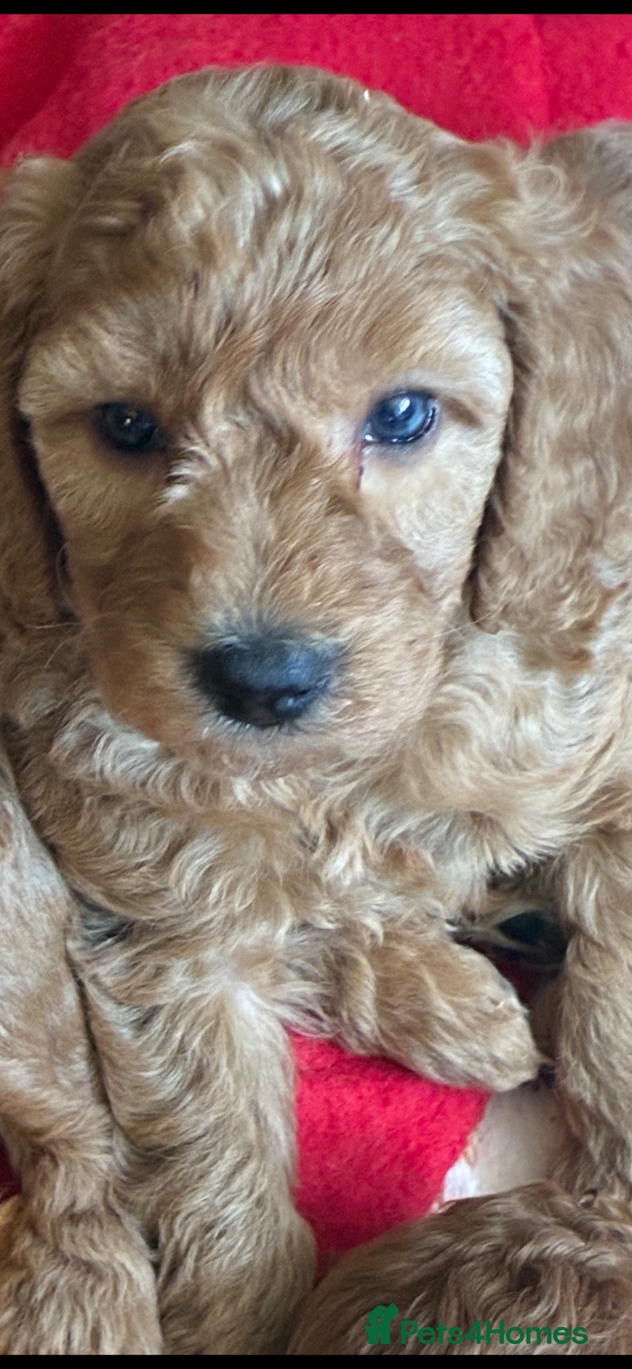 Miniature Poodle dogs 6 red and apricot KC registered poodles  - Advert 11