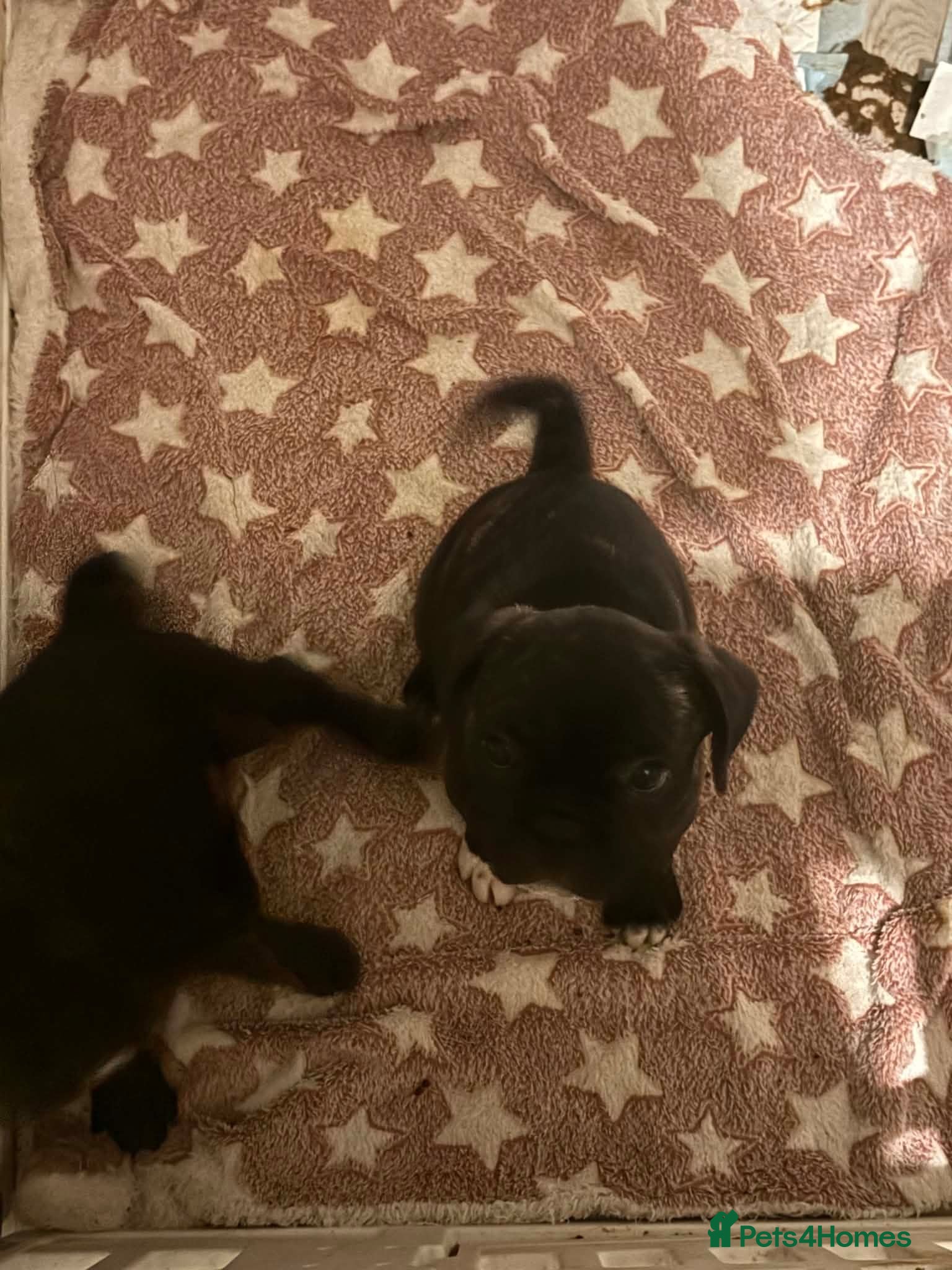 Frug dogs 3 Frugs looking for a Forever Home - Advert 1