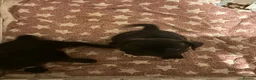 Frug dogs for sale: 3 Frugs looking for a Forever Home in Rugby - Advert 5