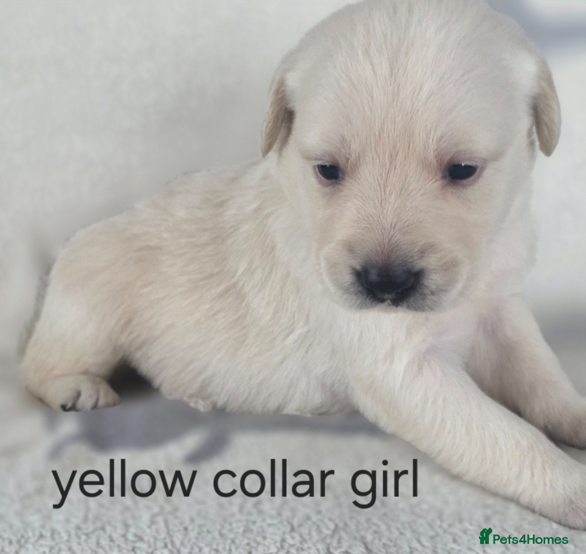 Goldador dogs for sale: retreiver puppys in Newport-on-Tay - Advert 10