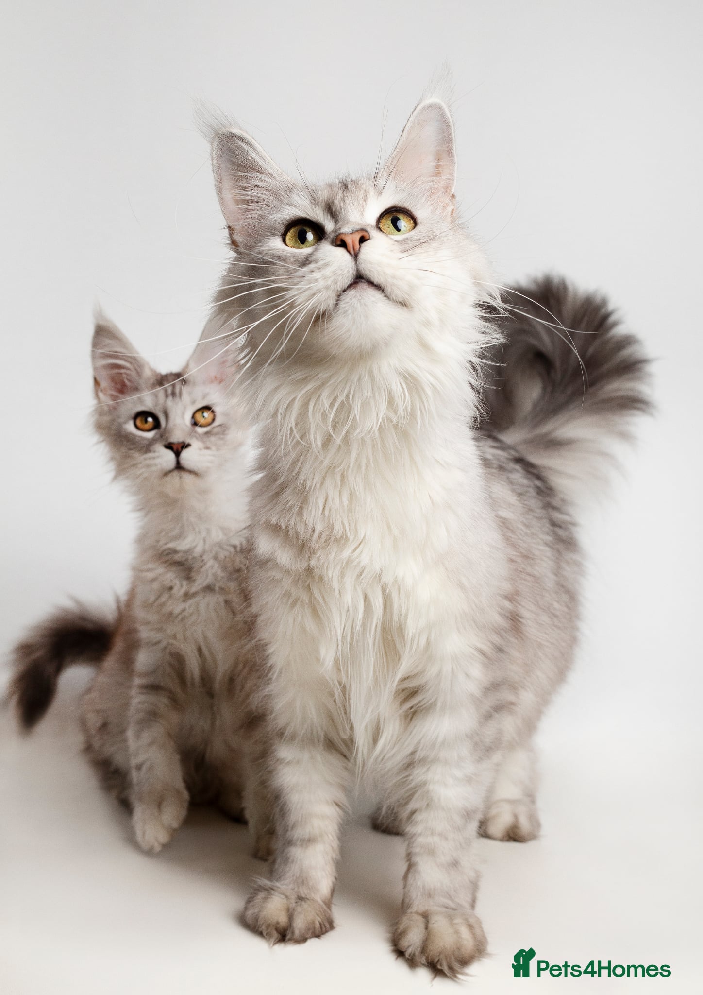 Maine Coon cats Beautiful Mainecoon girl - reduced due to age  - Advert 1