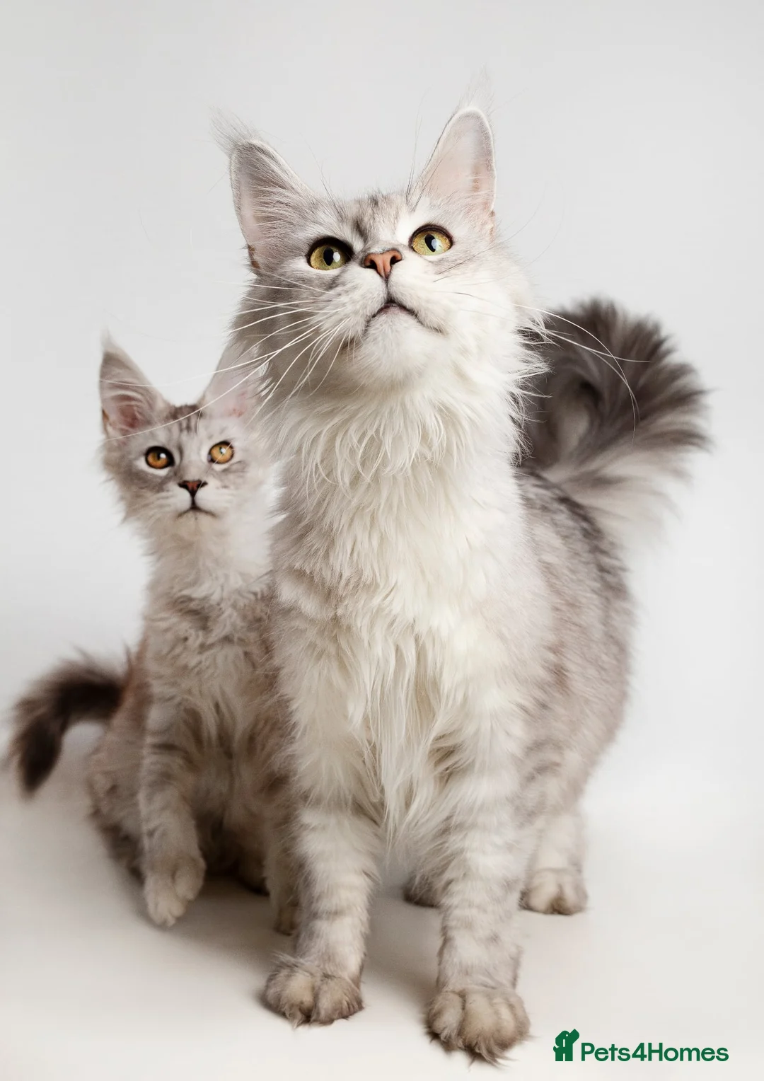 Maine Coon cats for sale: Beautiful Mainecoon girl - reduced due to age  - Advert 1