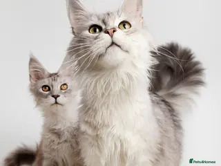 Maine Coon cats Beautiful Mainecoon girl - reduced due to age - Advert 1