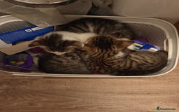 Mixed Breed cats for sale: 3 Mixed Tabby Kittens - Image 5