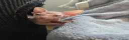 Sphynx cats for sale: Amazing DBE Sphynx kitten GCCF & TICA   - Advert 10