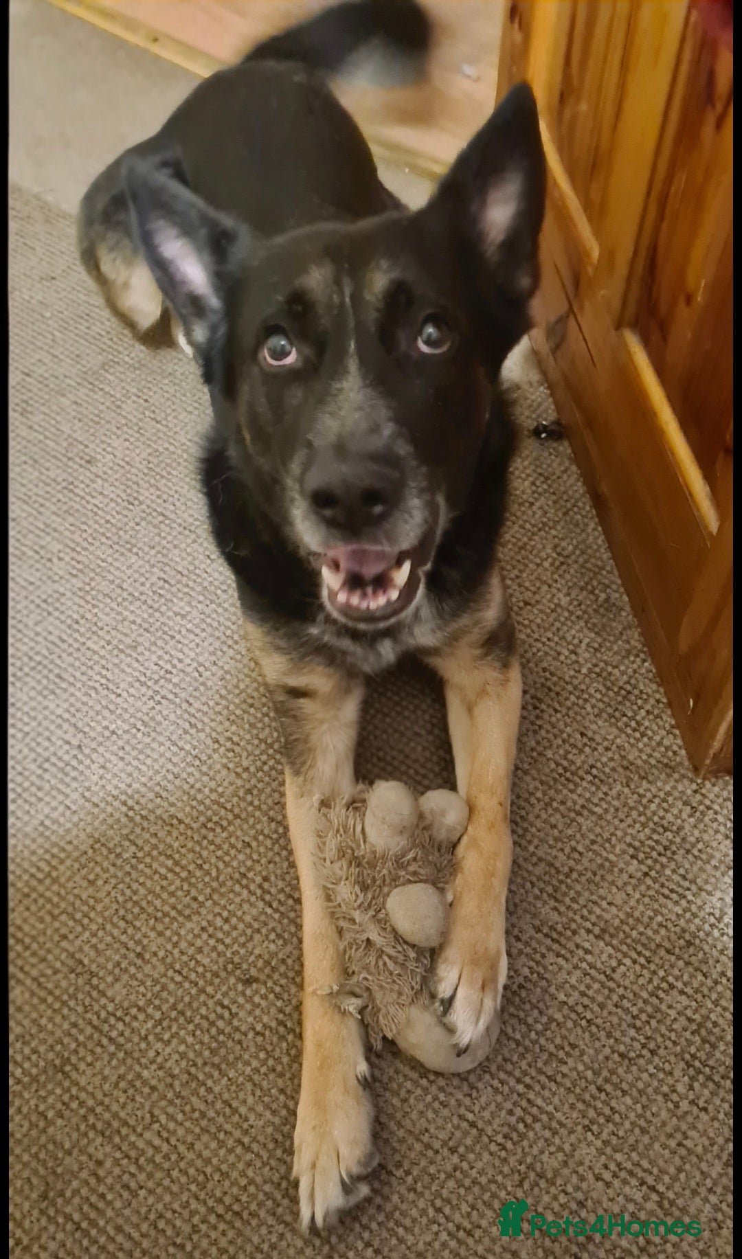 German Shepherd dogs for sale: Gsd x Rottweiler x Deerhound - Marley 💕 - Advert 6