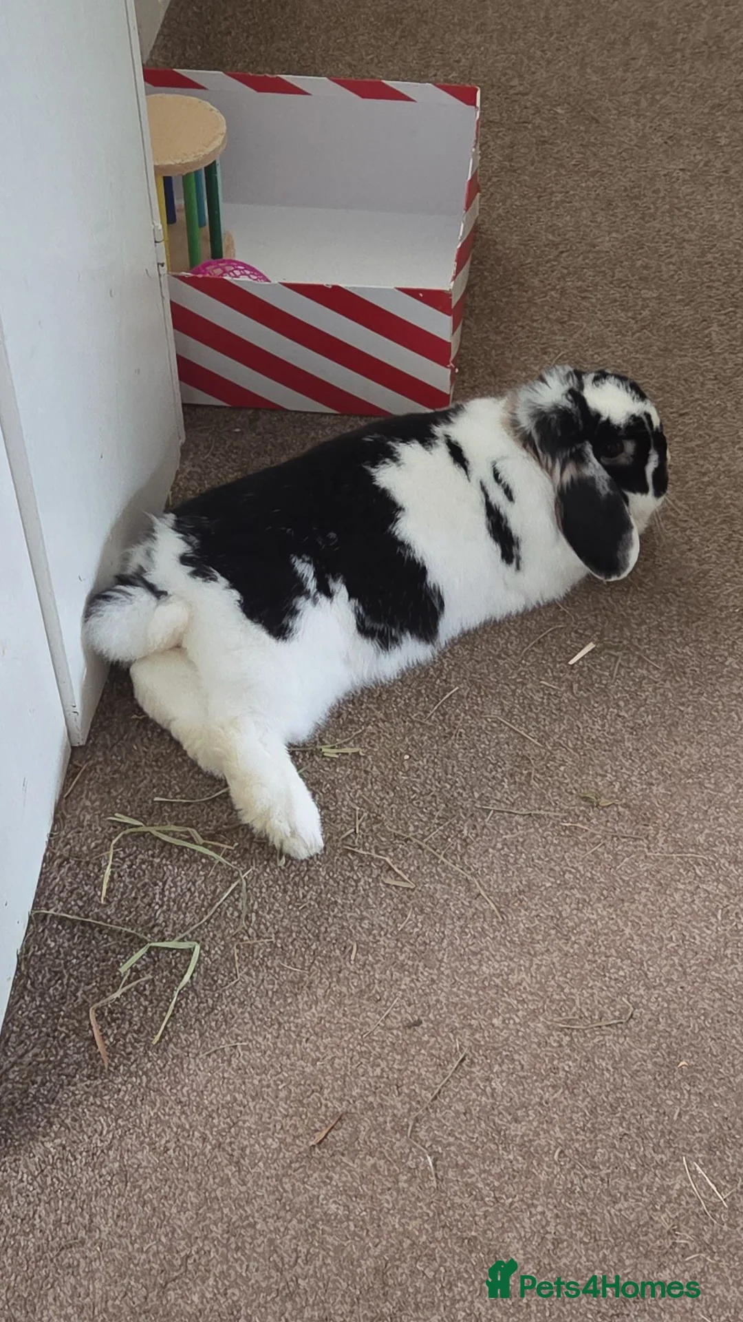 Mini Lop rabbits for sale: Mini lop for sale  in Penmaenmawr - Advert 8