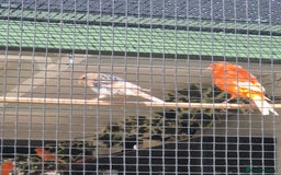 Canaries birds for sale: Canaries for sale beautiful markings  - Image 14