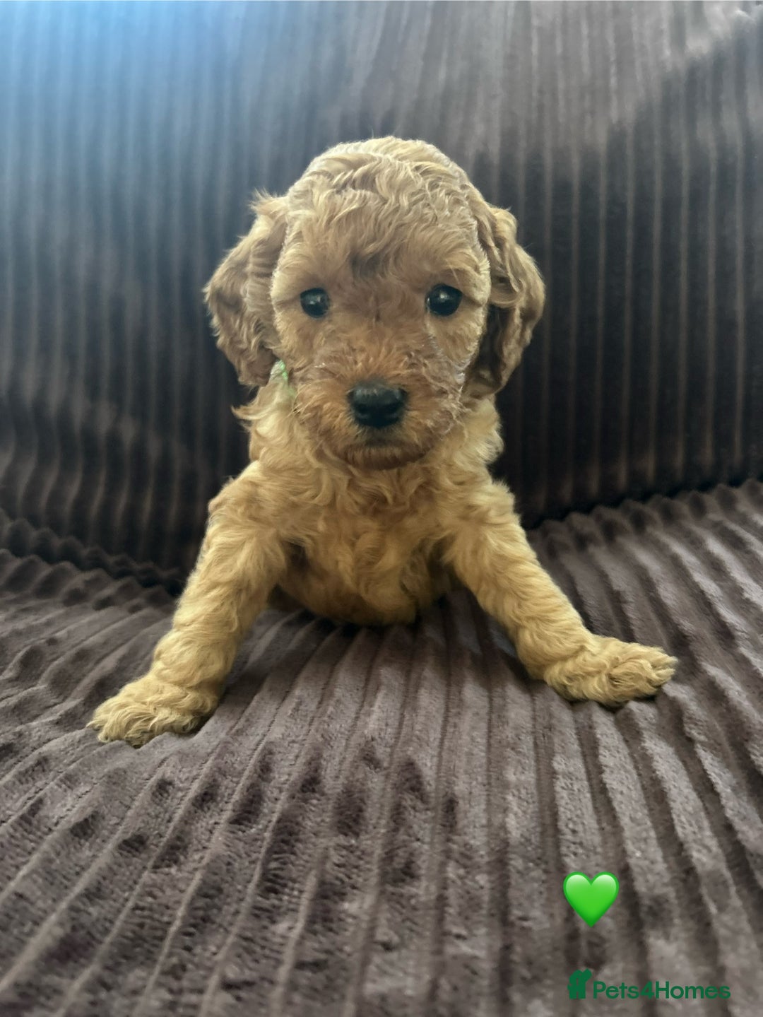 Cavapoo dogs for sale: Toy cavapoo  - Advert 12