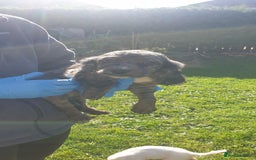 Cocker Spaniel dogs for sale: Cocker spaniel puppies  - Image 14