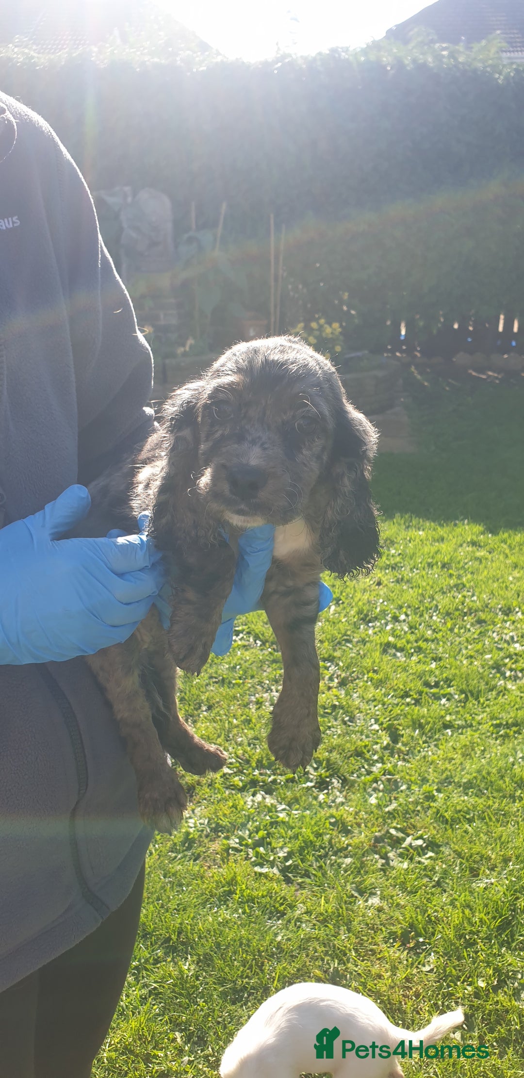 Cocker Spaniel dogs for sale: Cocker spaniel puppies  - Image 14