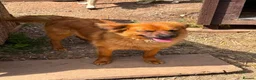 Mixed Breed dogs for adoption: Bert  in Brighton - Advert 6