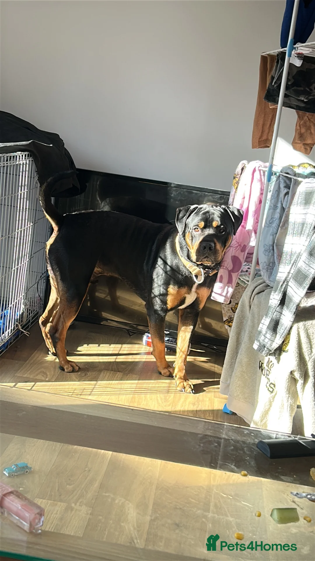 Rottweiler dogs for sale: rottweiller cross - Advert 4